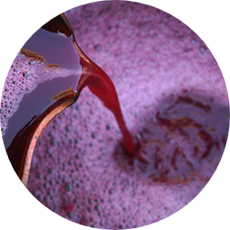 Separarea și obținerea musturilor